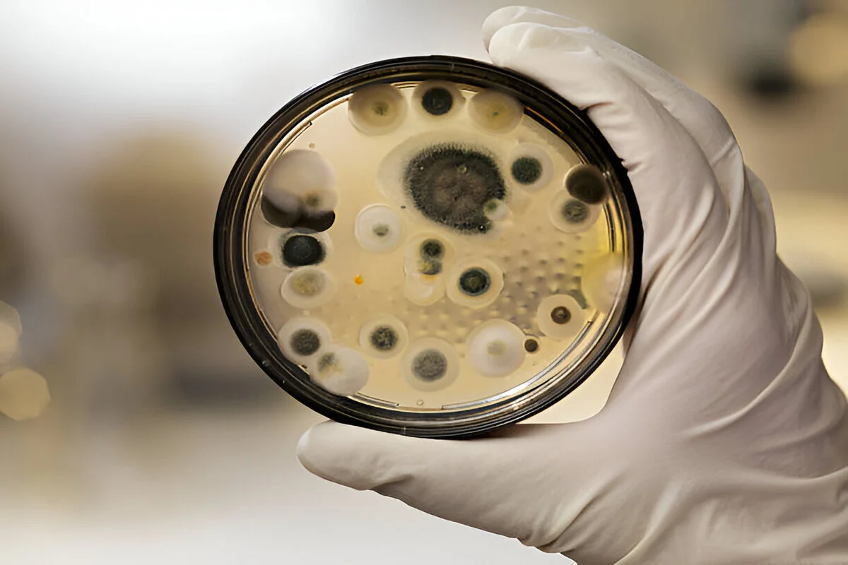 How to Test for Black Mold