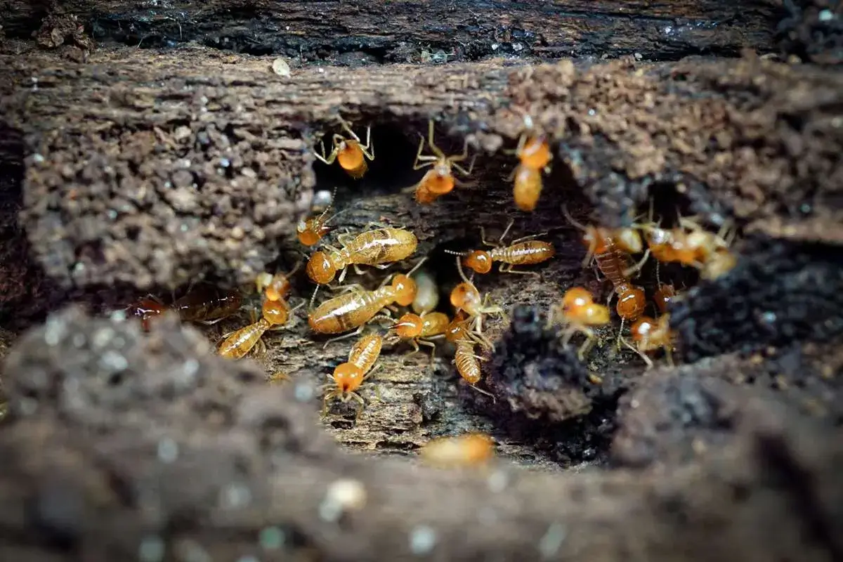 Termite Inspections