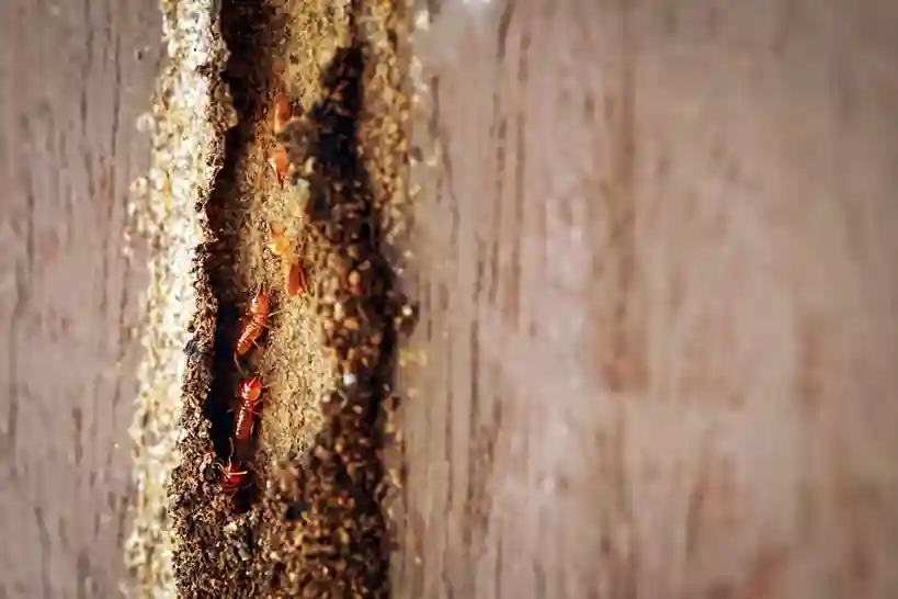 termite inspection Phoenix